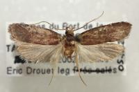 Agonopterix cnicella