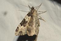 Xanthorhoe fluctuata