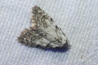 Nola confusalis