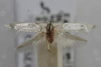 Opostega salaciella