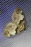 Anticlea derivata