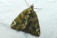 Chloroclysta siterata