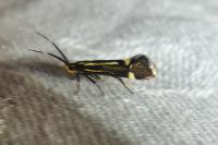 Esperia sulphurella