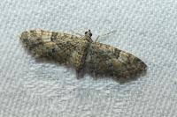 Eupithecia abbreviata
