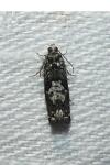 Pammene argyrana