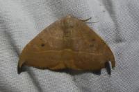 Watsonalla uncinula