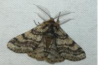 Lycia hirtaria