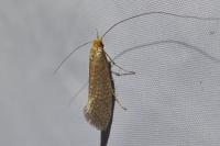 Nematopogon adansoniella