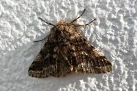Lycia hirtaria
