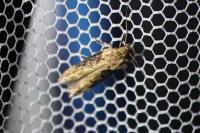 Scrobipalpa costella