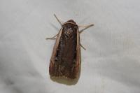 Ochropleura leucogaster