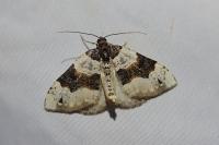 Cosmorhoe ocellata
