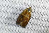 Ptycholoma lecheana