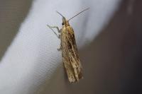 Eucosma hohenwartiana