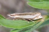 Crambus pascuella