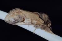 Notodonta ziczac