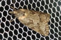 Cnephasia