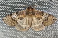 Tethea ocularis