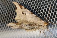 Macaria alternata