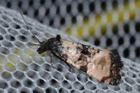 Cochylis atricapitana
