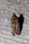 Hofmannophila pseudospretella