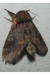 Notodonta dromedarius