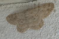 Hypomecis punctinalis