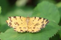 Pseudopanthera macularia