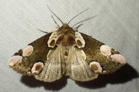 Thyatira batis