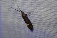 Esperia sulphurella