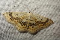 Cyclophora annularia