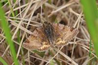 Euclidia glyphica