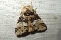 Drymonia dodonaea