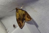 Ptycholoma lecheana
