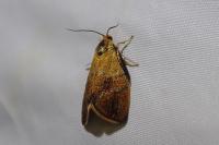 Ptycholoma lecheana