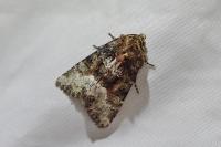Oligia strigilis