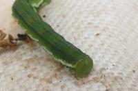 Chesias legatella