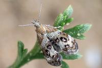 Tebenna micalis