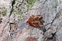 Sesia apiformis