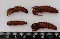 Sesia apiformis