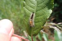 Orgyia antiqua