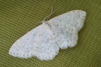Scopula marginepunctata