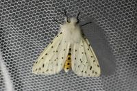 Spilosoma lubricipeda
