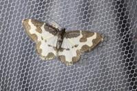 Lomaspilis marginata