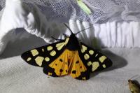 Arctia villica
