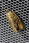 Ptycholoma lecheana
