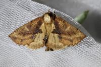 Ptilodon capucina