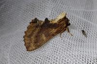 Ptilodon capucina