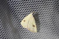 Rivula sericealis