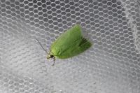Tortrix viridana